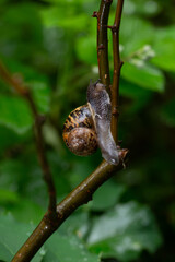 snail on a branch