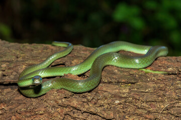 A beautiful green water snake (Philothamnus hoplogaster) on a fallen tree in the wild