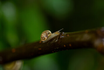 snail on a branch