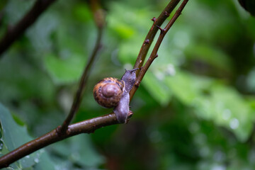 snail on a branch