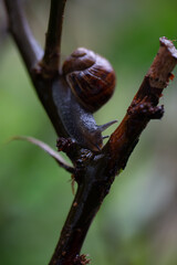 snail on a branch