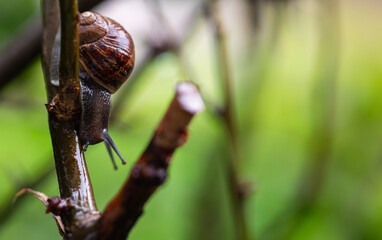 snail on a branch