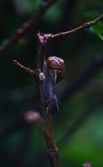 snail on a branch