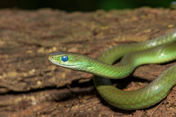 A beautiful green water snake (Philothamnus hoplogaster) on a fallen tree in the wild