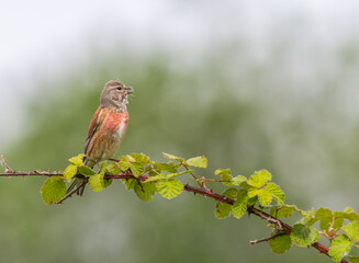 Common linnet, Linaria cannabina, bird on a branch