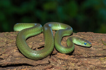 Fototapeta premium A beautiful green water snake (Philothamnus hoplogaster) on a fallen tree in the wild