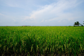 A landscape picture of paddy field plant waiting to harvest in Sekinchan