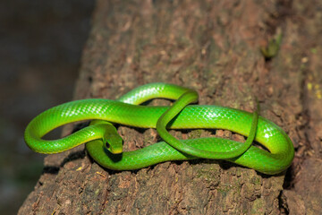 A beautiful green water snake (Philothamnus hoplogaster) on a fallen tree in the wild