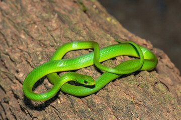 A beautiful green water snake (Philothamnus hoplogaster) on a fallen tree in the wild