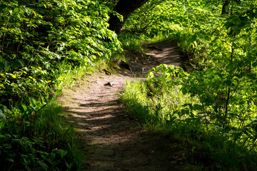 A picturesque forest path surrounded by greenery