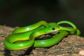 A beautiful green water snake (Philothamnus hoplogaster) on a fallen tree in the wild