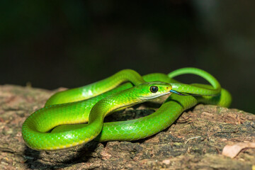 A beautiful green water snake (Philothamnus hoplogaster) on a fallen tree in the wild