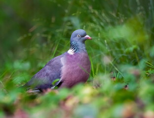 Rock dove, rock pigeon, or common pigeon, Columba livia, in the grass