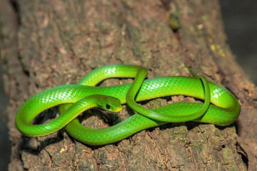 A beautiful green water snake (Philothamnus hoplogaster) on a fallen tree in the wild
