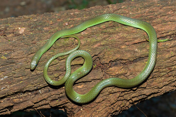 A beautiful green water snake (Philothamnus hoplogaster) on a fallen tree in the wild