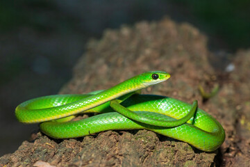 A beautiful green water snake (Philothamnus hoplogaster) on a fallen tree in the wild