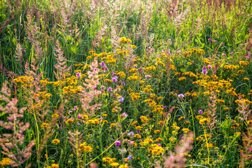 Wild beautiful wildflowers and grass in July, central Russia