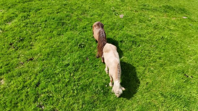 Pferde in der Natur - Vogelperspektive (Drohnenaufnahme)