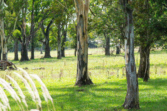 Grove with eucaliptus trees , Prairie