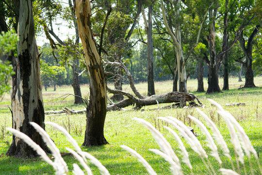 Grove with eucaliptus trees , Prairie