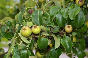 A branch of wild little apples