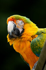 Green and yellow macaw