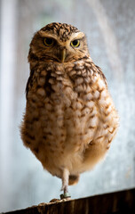 Little Owl (Athene noctua)