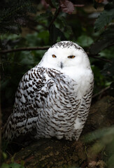 Snowy Owl (Bubo scandiacus)