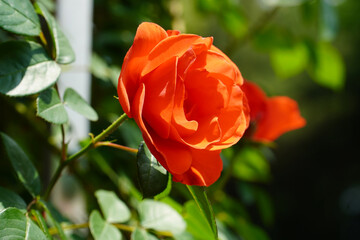 Queen of May Red Roses