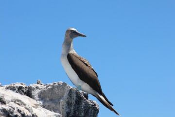 Blue-footed booby on a rock in Galápagos