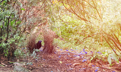 Bowerbird  and nest view a structure and decorate it with sticks and brightly blue coloured objects in an attempt to attract a mate with golden sunlight background. Nature and wildlife concept.