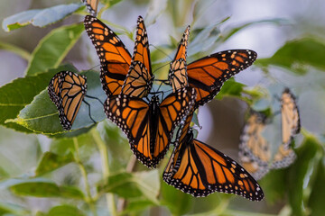 monarch butterflies