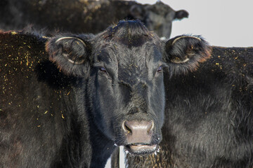 Black Angus cow