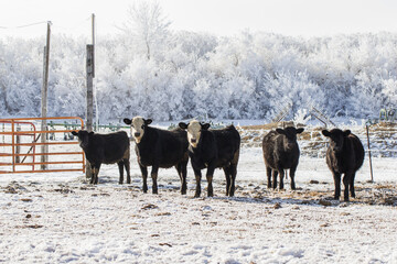 feeder calves on a frosty winter day