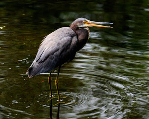 garza tricolor vadeando un estanque
