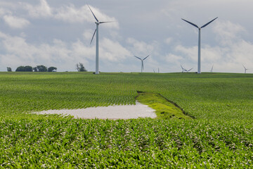 water standing in a corn field with wind turbines - Powered by Adobe