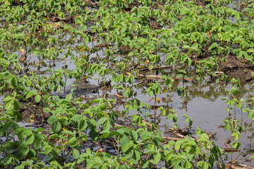 soybeans in waterlogged field