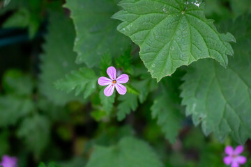 Herb-rober // Stinky Cranesbill, Ruprechtskraut (Geranium robertianum)