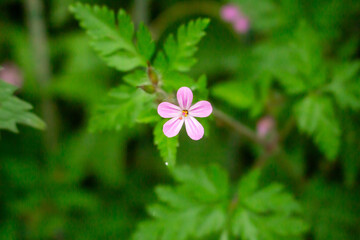 Herb-rober // Stinky Cranesbill, Ruprechtskraut (Geranium robertianum)