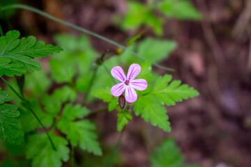 Herb-rober // Stinky Cranesbill, Ruprechtskraut (Geranium robertianum)