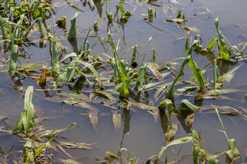 flooded corn field