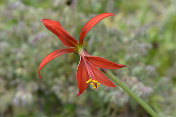 スプレケリア　ツバメズイセン