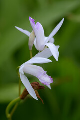 クチベニシラン