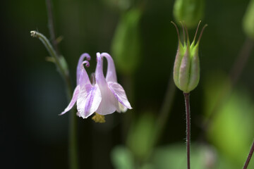 セイヨウオダマキ