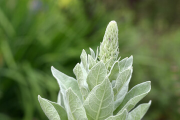 ビロードモウズイカ