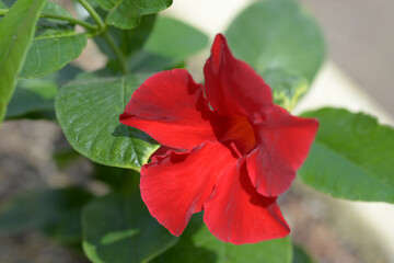 マンデビラ・サンパラソル