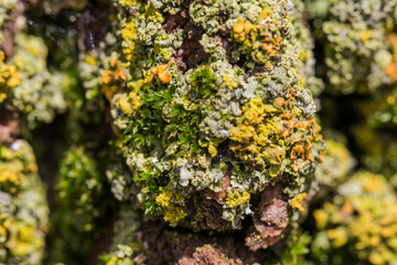 close up of moss growing on tree bark