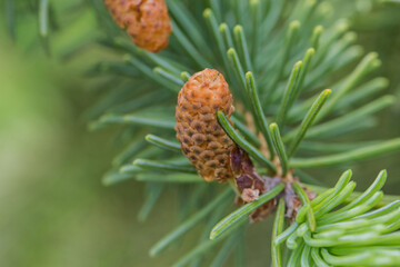 close up of a new pine cone