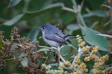 perlita azul-gris perchada en rama