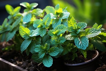 Fresh mint in aromatic garden., generative IA